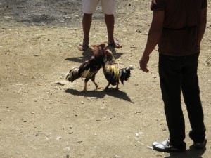IMG_0353